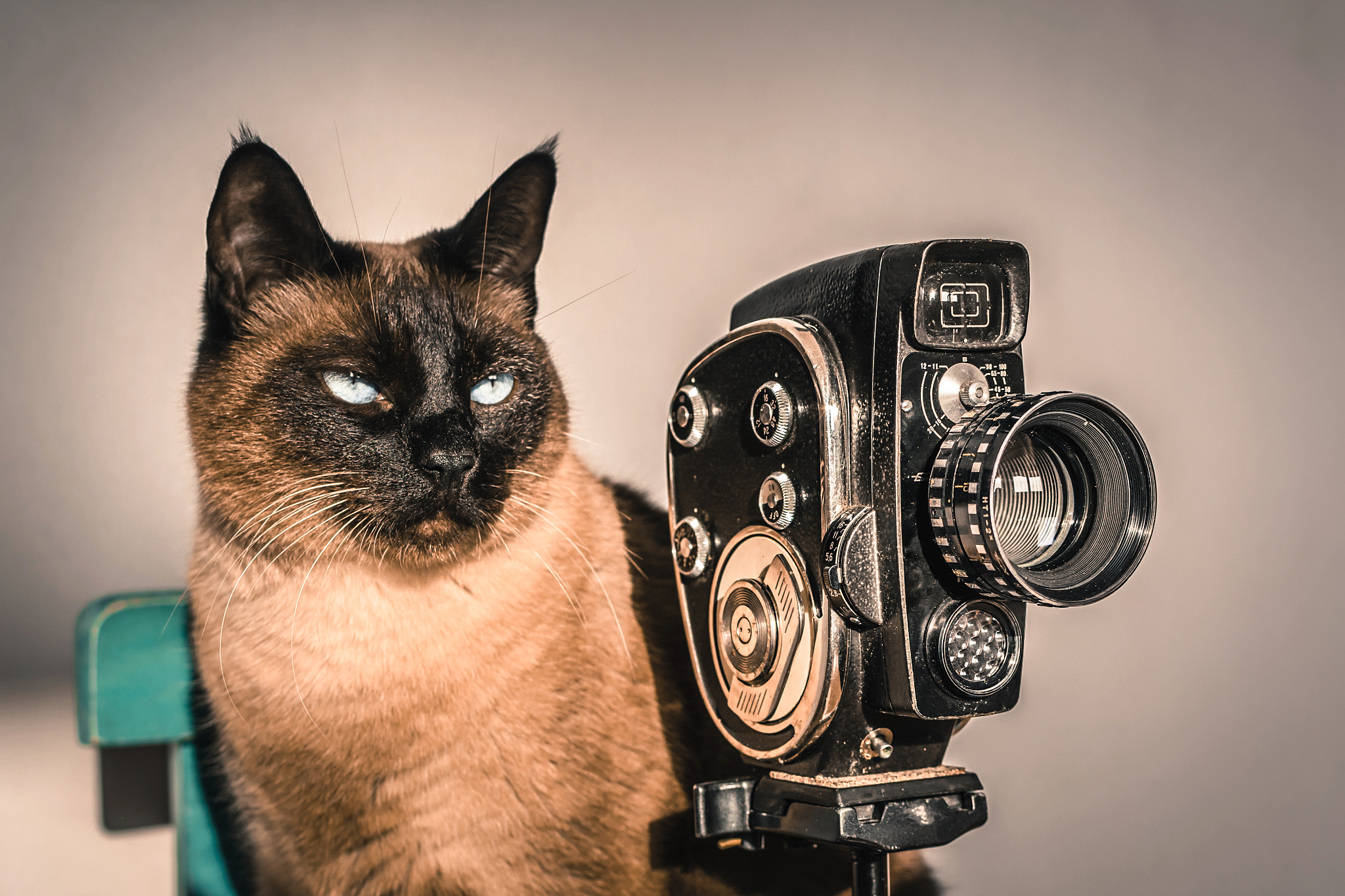 cat playing film director.