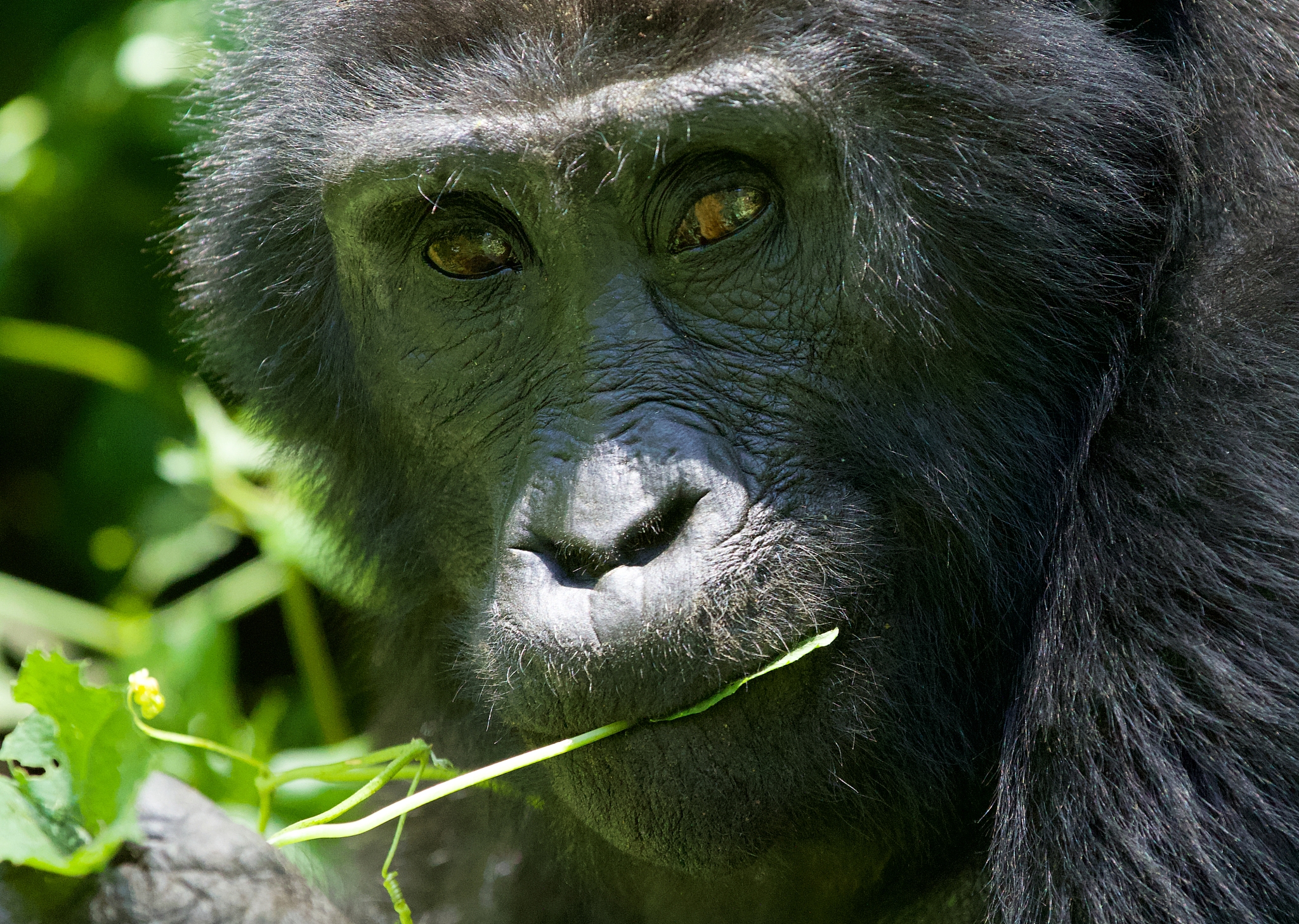 gorilla in africa