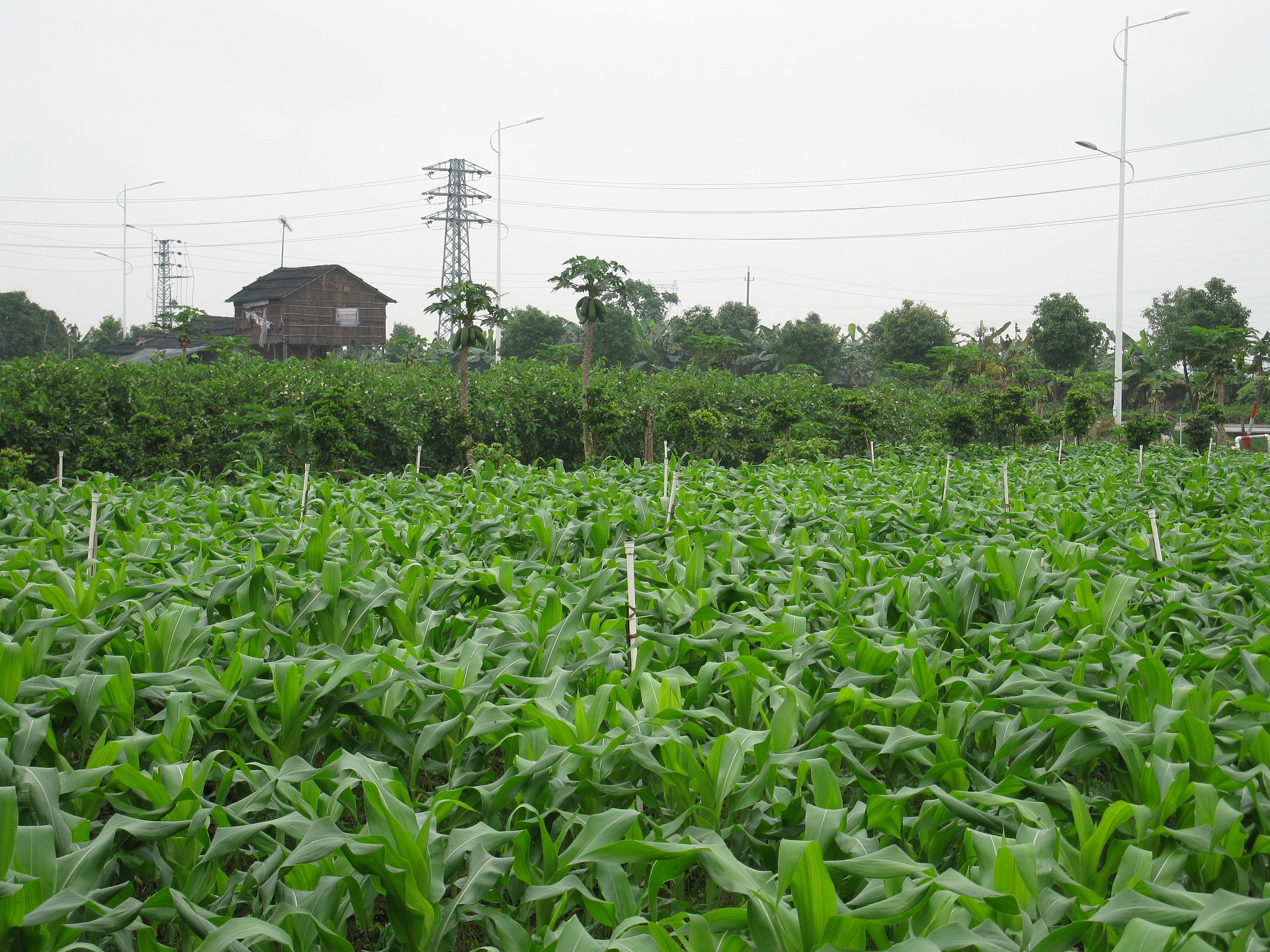 重庆市农业学校现代农艺技术专业如何好学吗