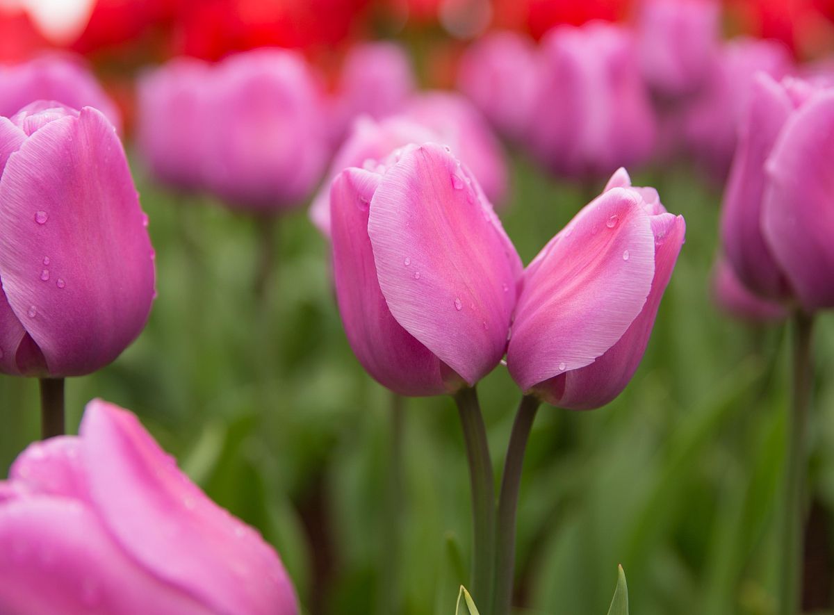 美丽的郁金香 写一篇300字小学作文