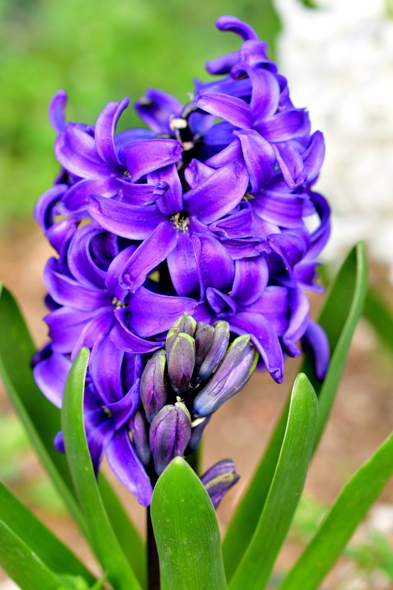 风信子：春季的美丽与香气，知识、智慧和爱情的象征