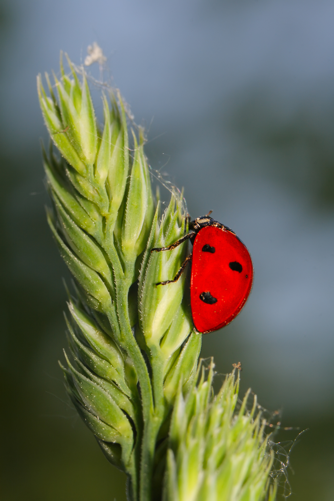 ladybird sits on a plant stalk (macro)