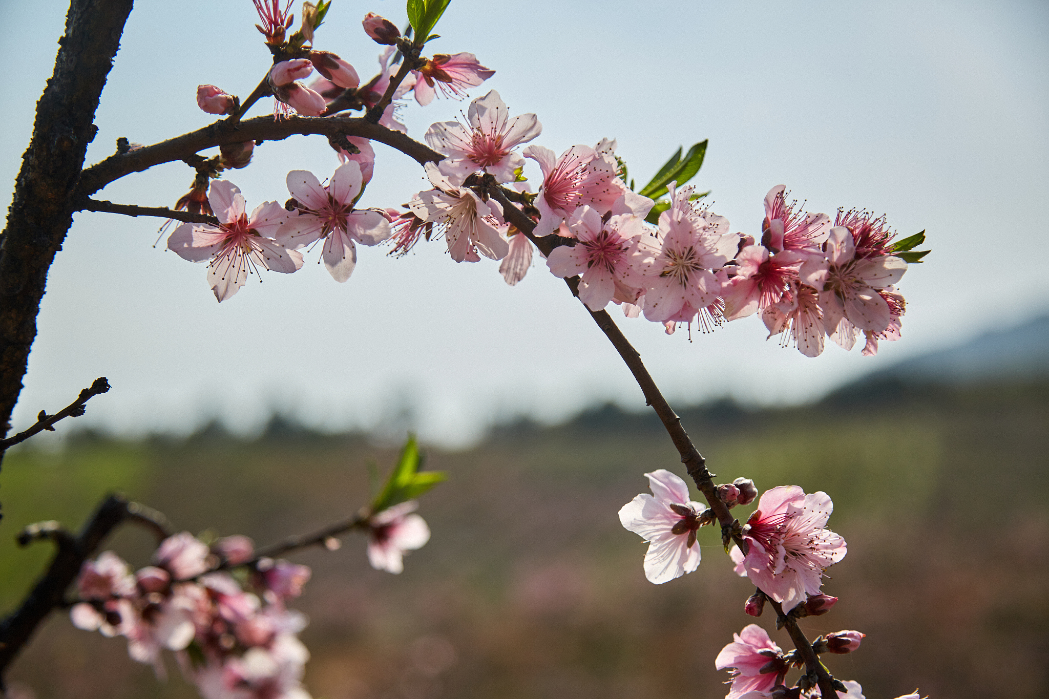 带桃花的古诗：赏析诗歌中的桃花意象