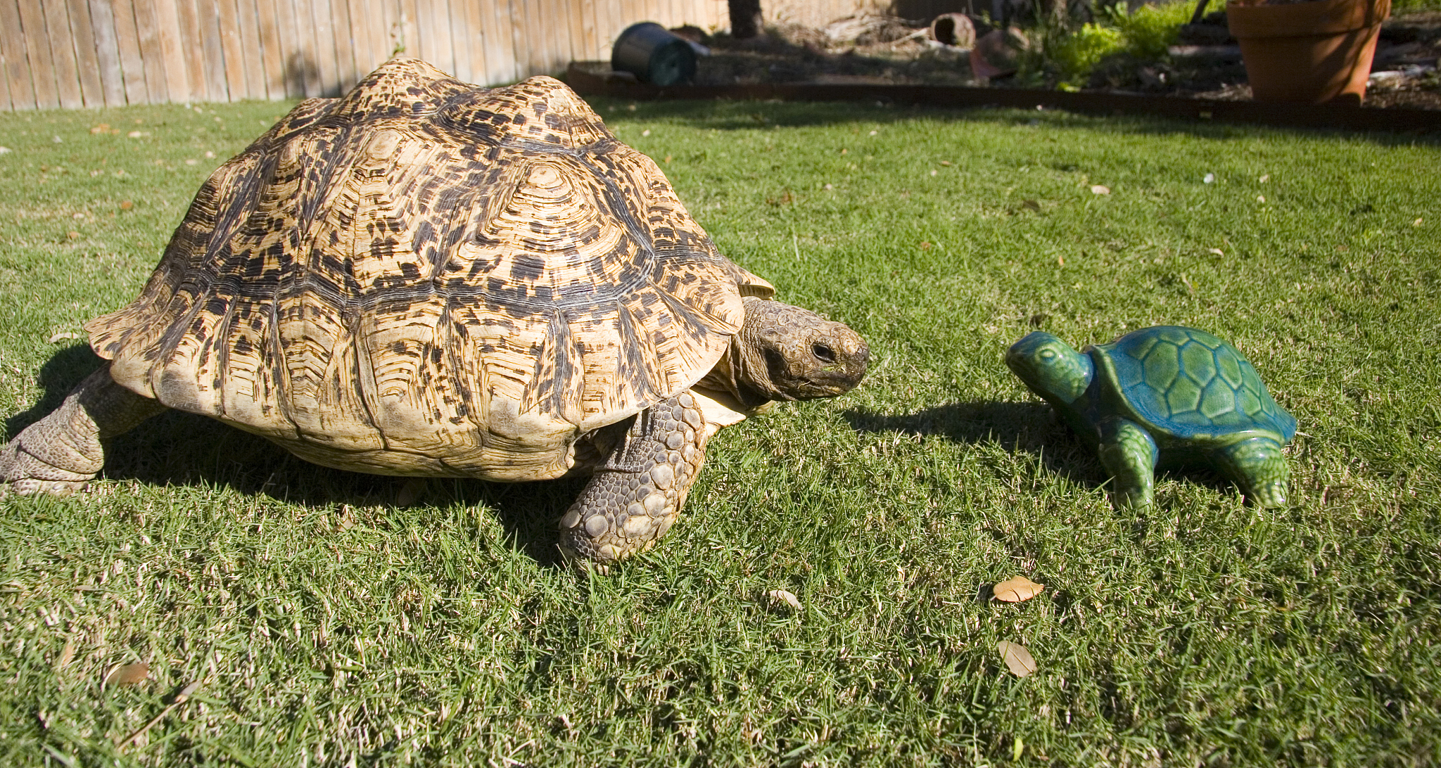 fighting tortoise