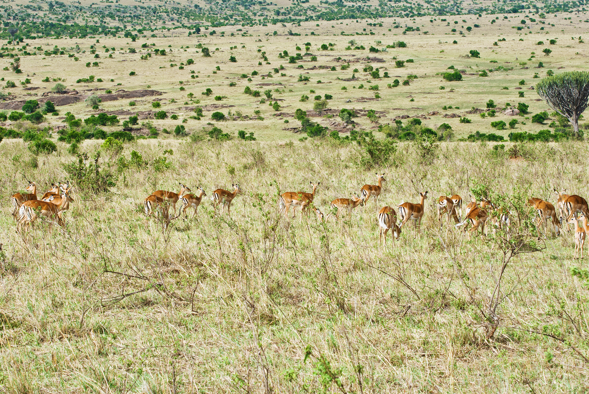herd of thomson's gazelles aka tommies (eudorcas thomsonii) on d