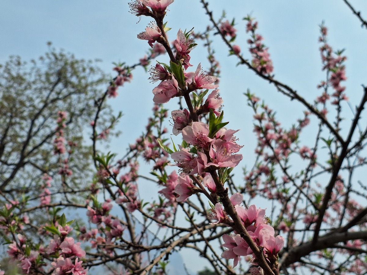 北京春天诗歌：春风拂面，百花争艳