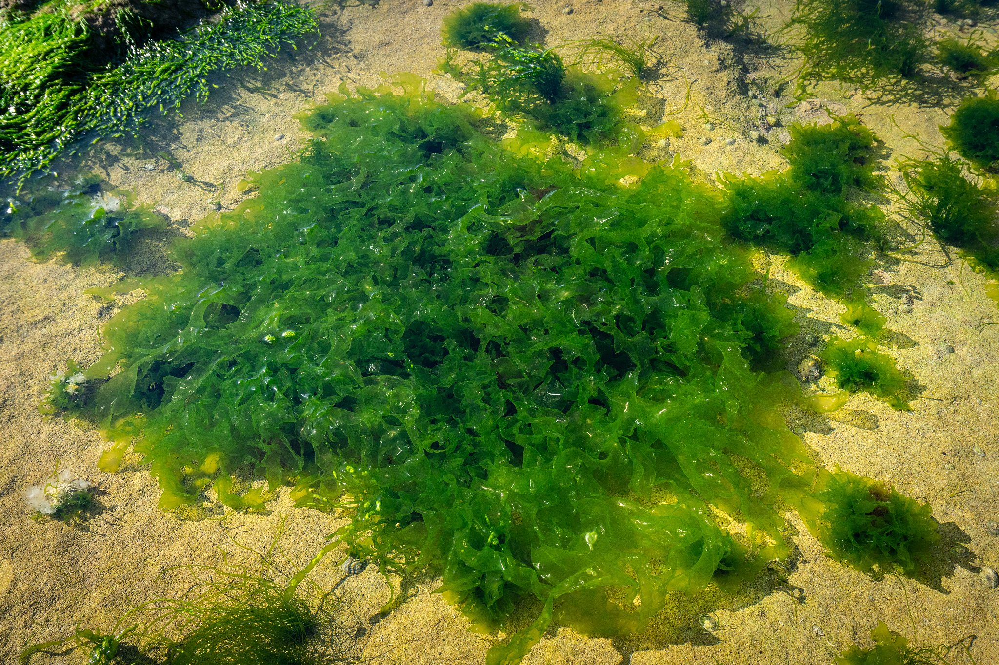 bright green seaweed on a stone under water in the ocean (sea) i