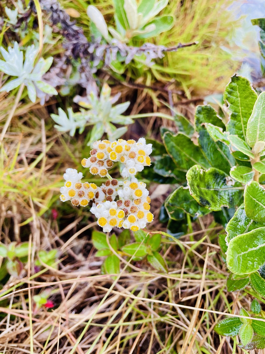 Eupatorium adenophorum in Chinese: 毛蓝风毛菊