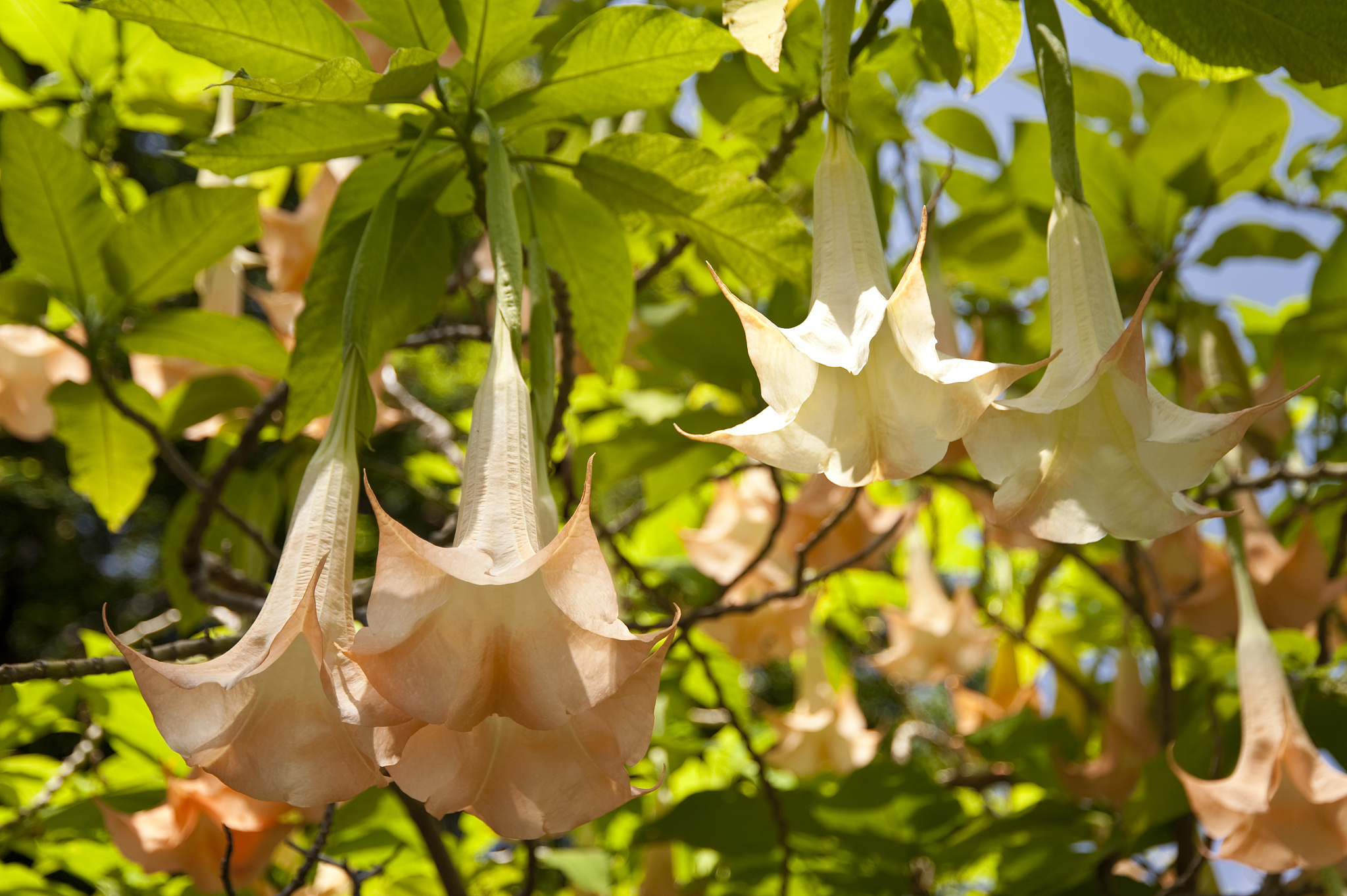 淮安生物工程高等职业学校果蔬花卉生产技术专业怎么样好就业吗