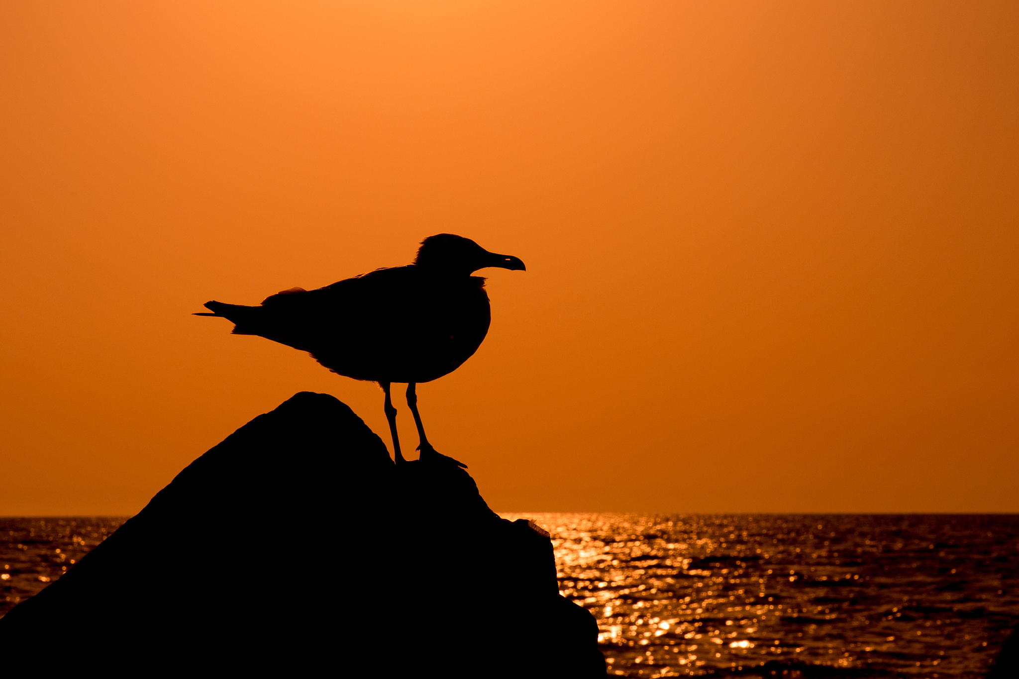 鸡你太美是什么