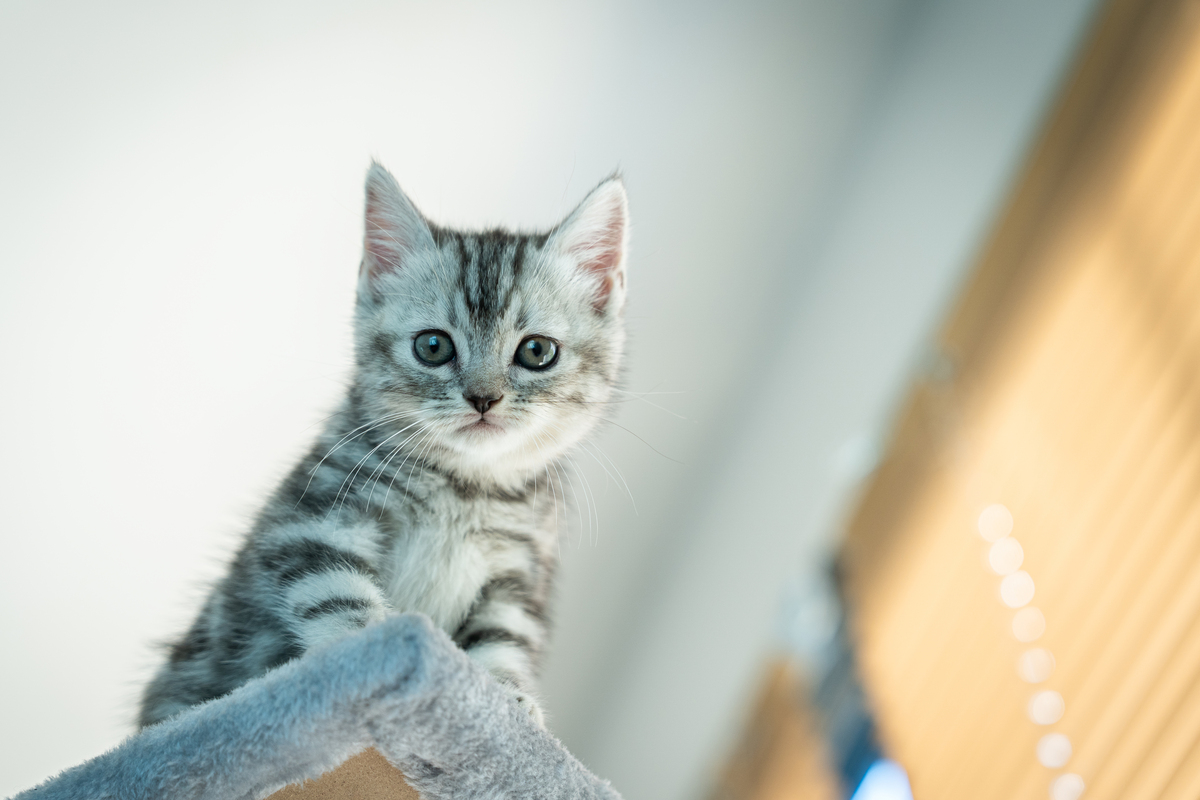一只小<strong>猫</strong>坐在猫爬架上,好奇地看着镜头.