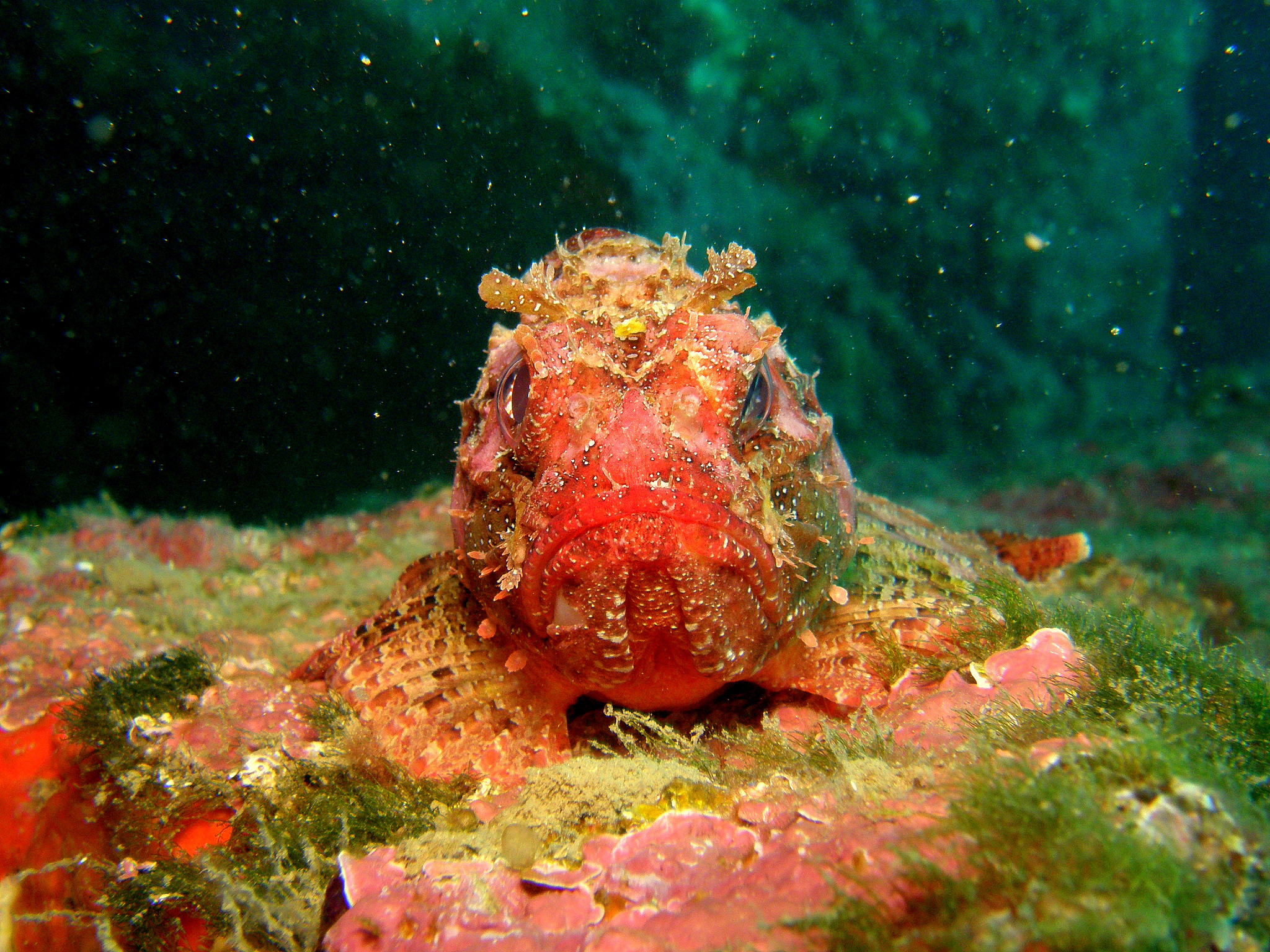 scorpaena