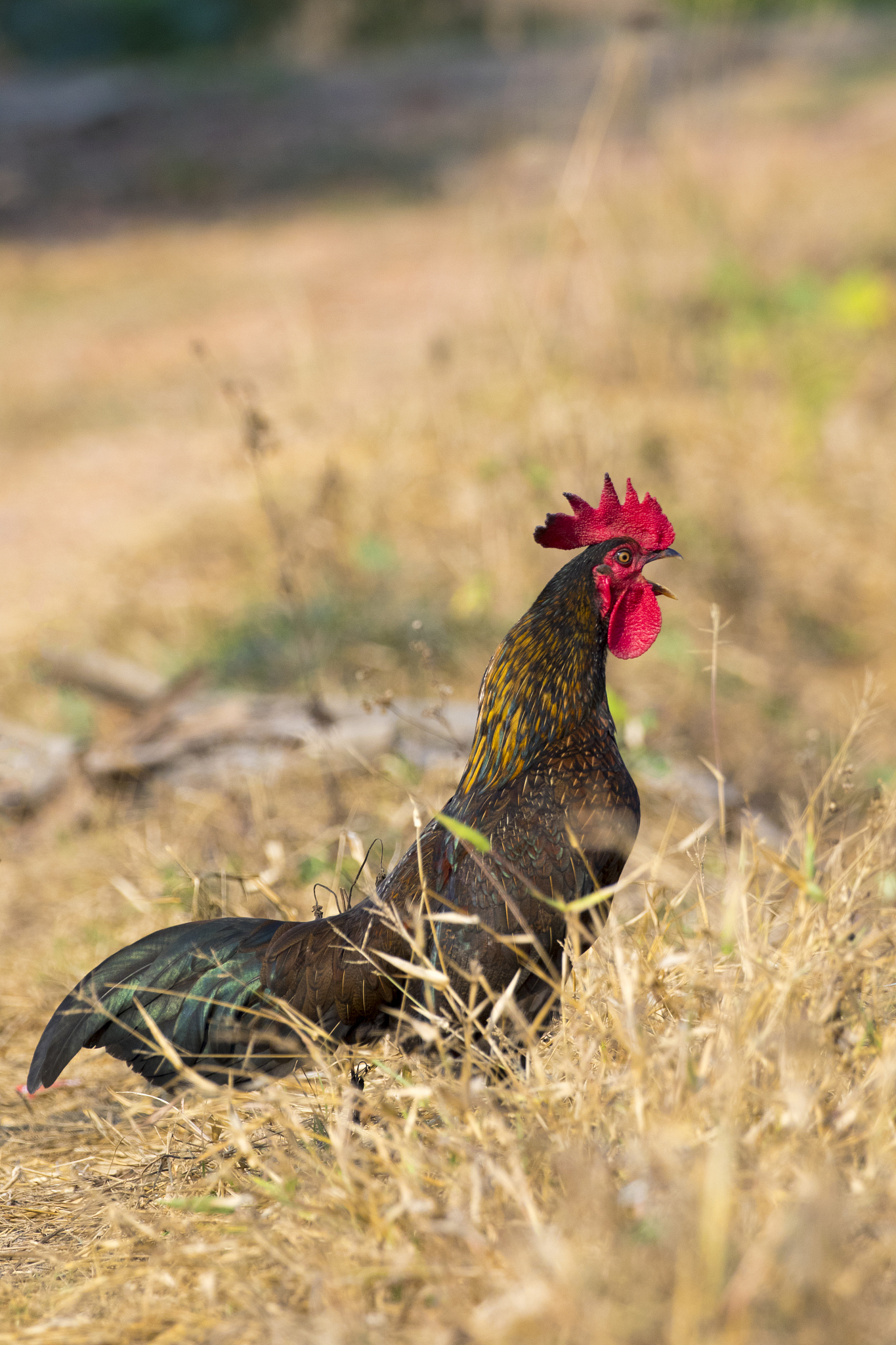 image of chicken on nature background. farm animals.