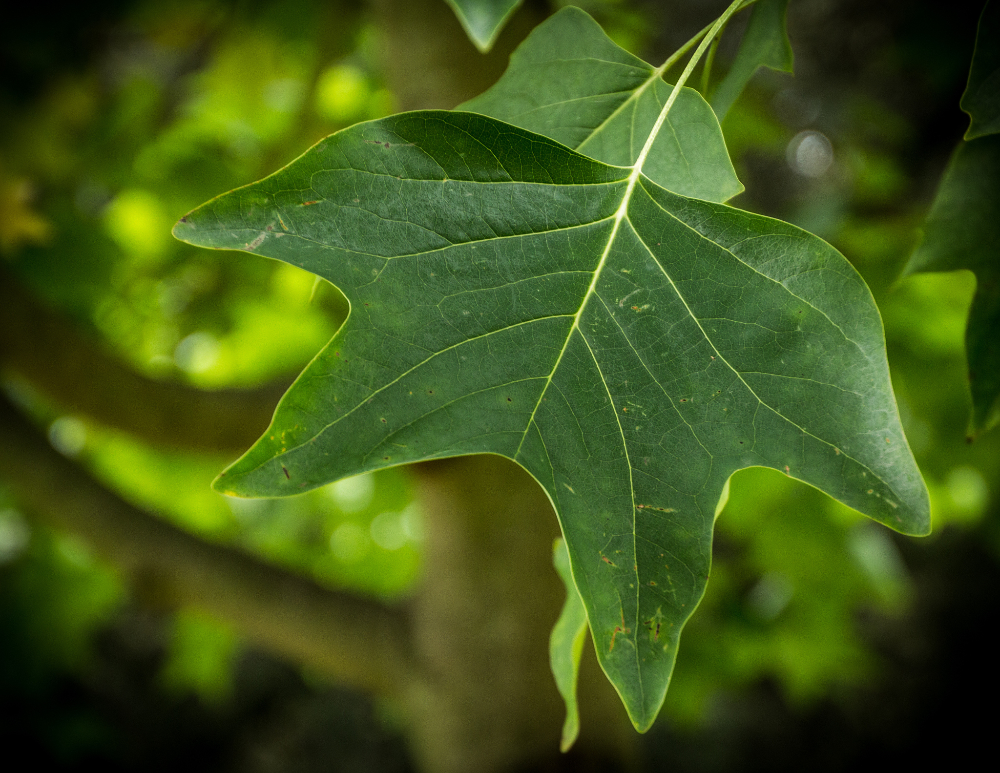 close-up of green leaf