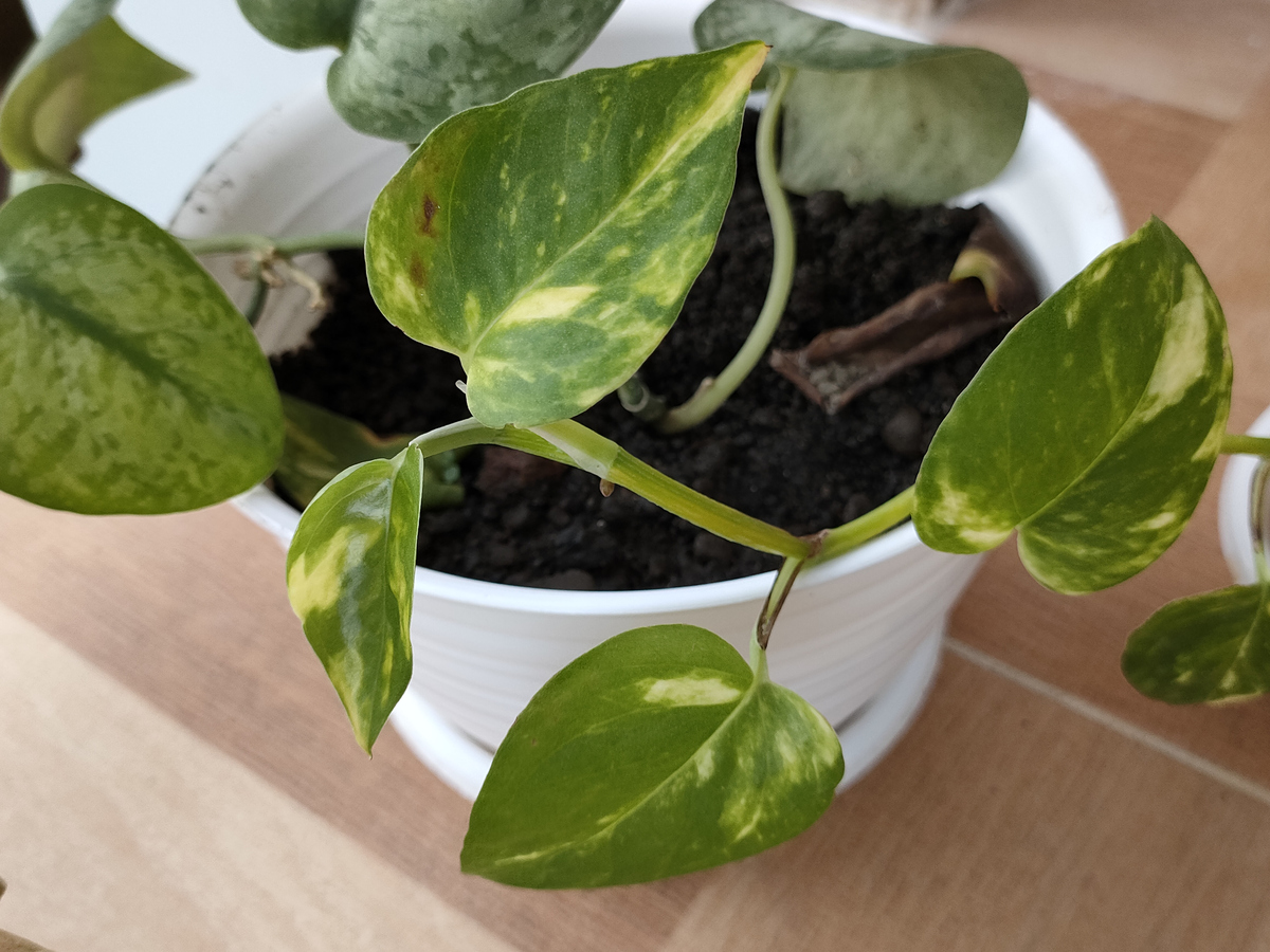 燕子掌叶子发黄怎么办？400字解决方法！