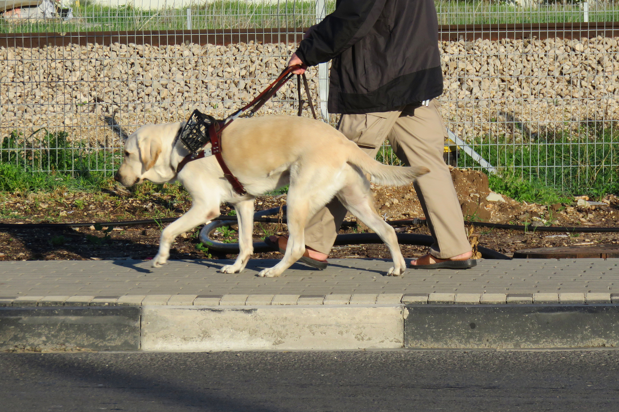 狗在什么情况才会咬人