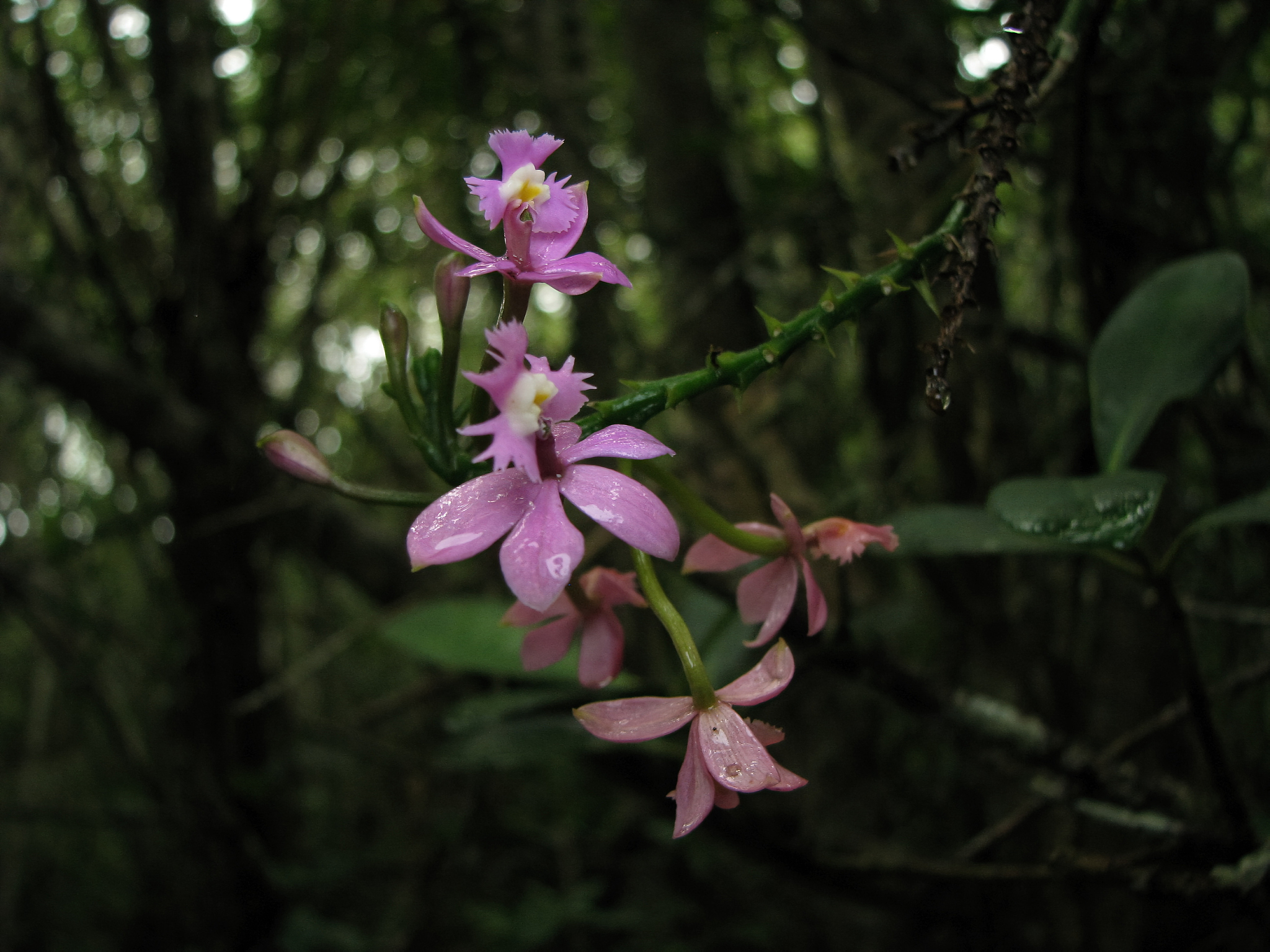pink orchid in the rainforest (epidendrum)