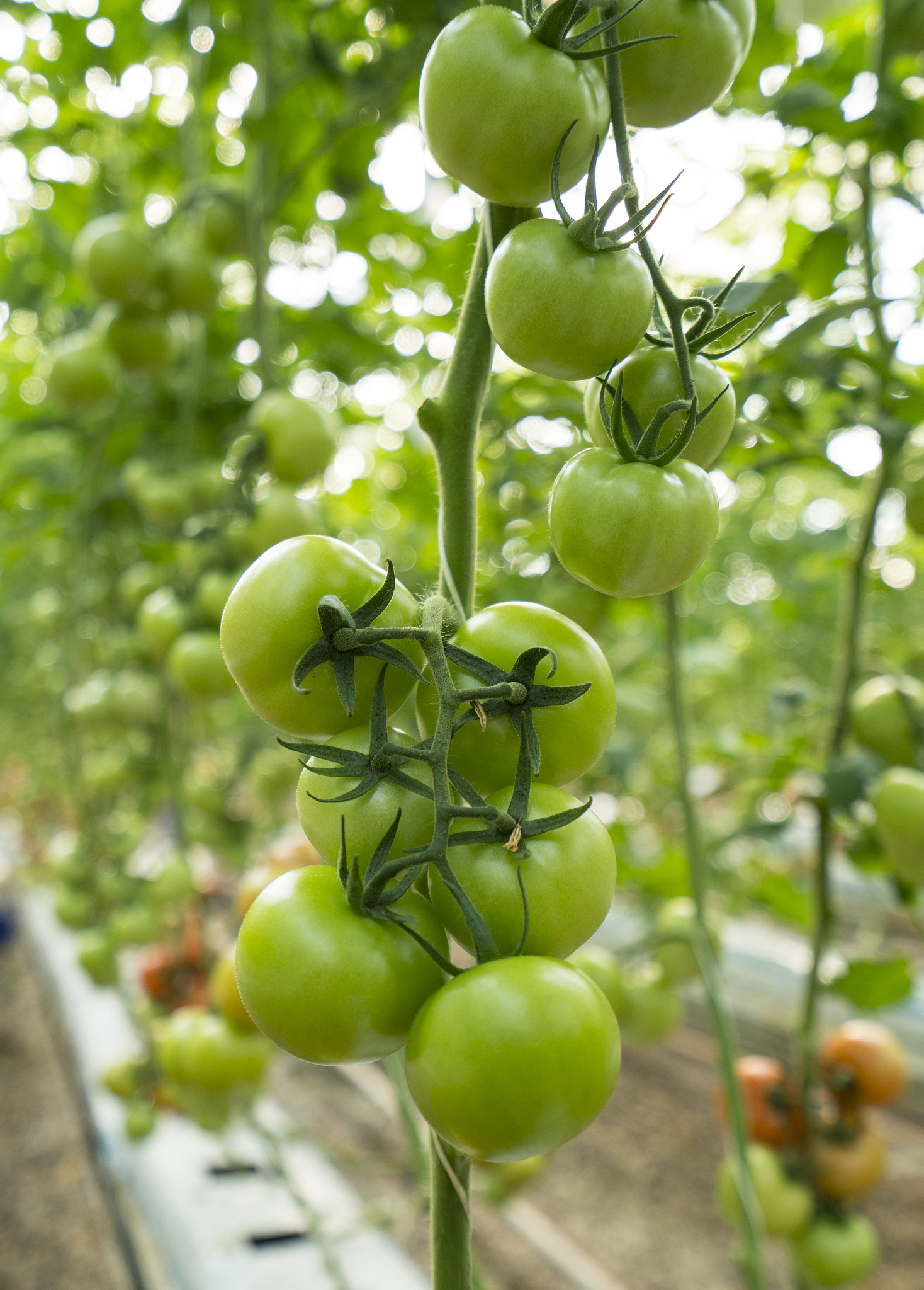 番茄种植土壤的ph值是多少
