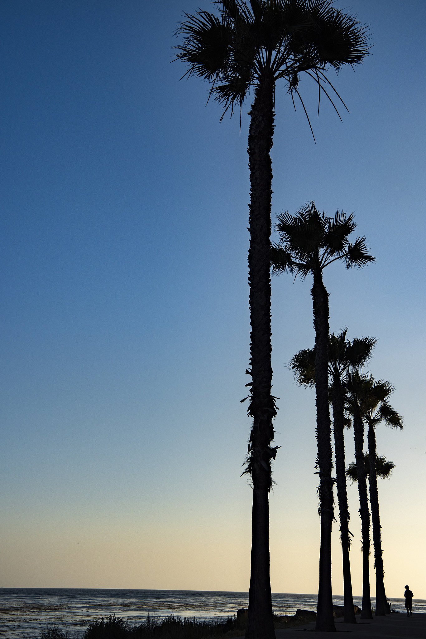 va103  palm trees on la beach