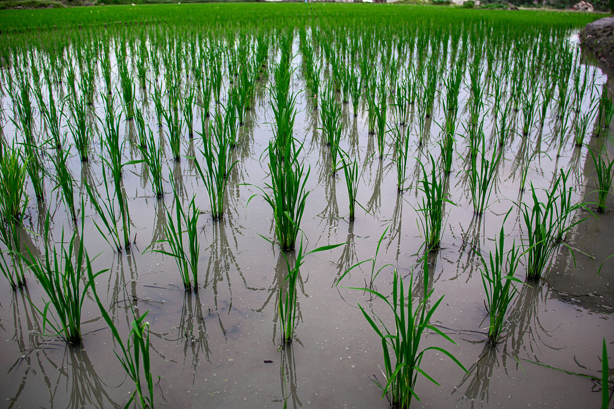 14 选育水稻抗稻瘟病品种过程漫长但往往在推广几年后丧失抗病性分析是什么原因？生产上应采取哪些措施来延长稻瘟病抗病品种的使用年限？