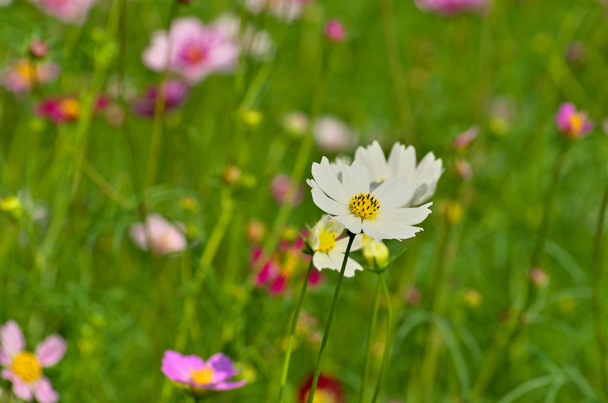 春阳初升照路旁婉约清丽在花上。 微笑面容迎新日浅吟低唱自得酣。改写得高级一些初春初阳微风拂面婉约清丽的花儿随风舞动。优美的歌声轻声响起微笑容颜迎接新的一天。轻吟低唱尽情享受此刻的喜悦和自由。不要改变字数加一下李白的风格春日初阳照路旁花儿婉约清丽芳。微风徐来轻拂面才子含笑怡情兴。浅吟低唱自得意胸怀大志万事轻。纵马天涯任风翔何愁不得举世扬！改成李清照的风格初春的阳光洒在路旁婉约清丽的花儿点缀其间。微风