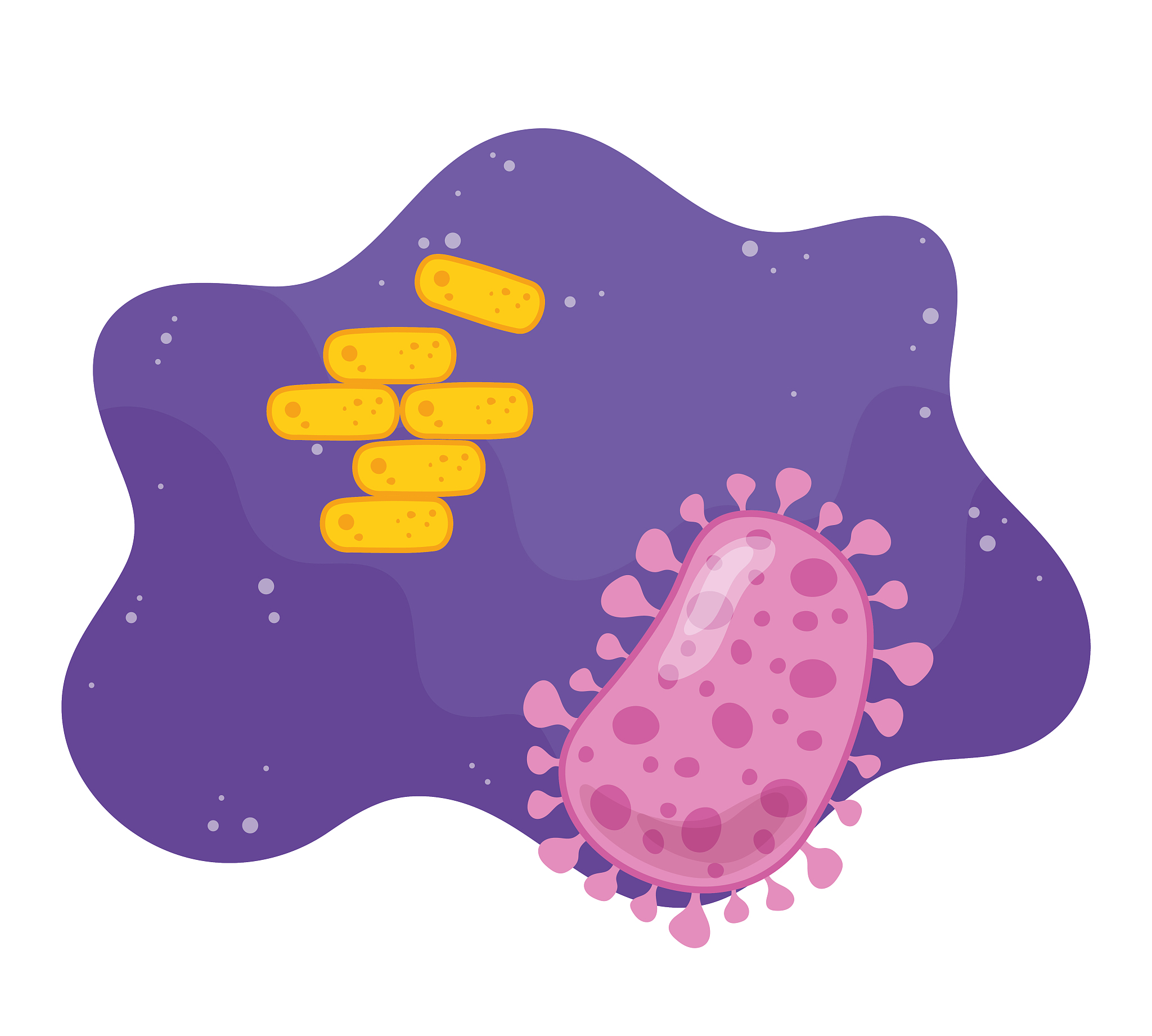 金黄色葡萄球菌破坏肠道中厚壁菌门、拟杆菌门、变形菌门比例的机理