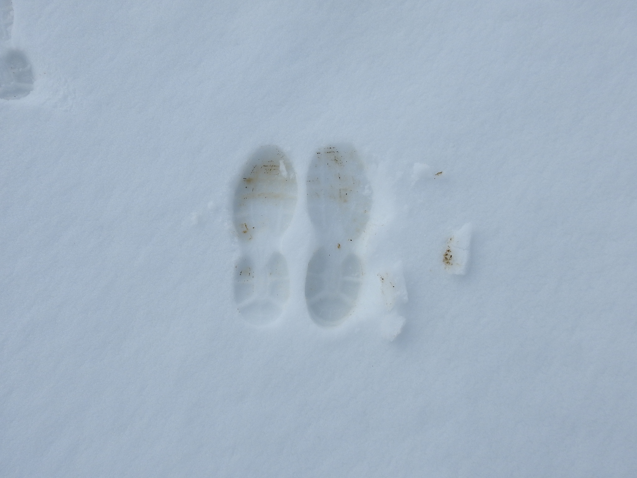 猫瘟病毒研究：39份猫粪便样本分析