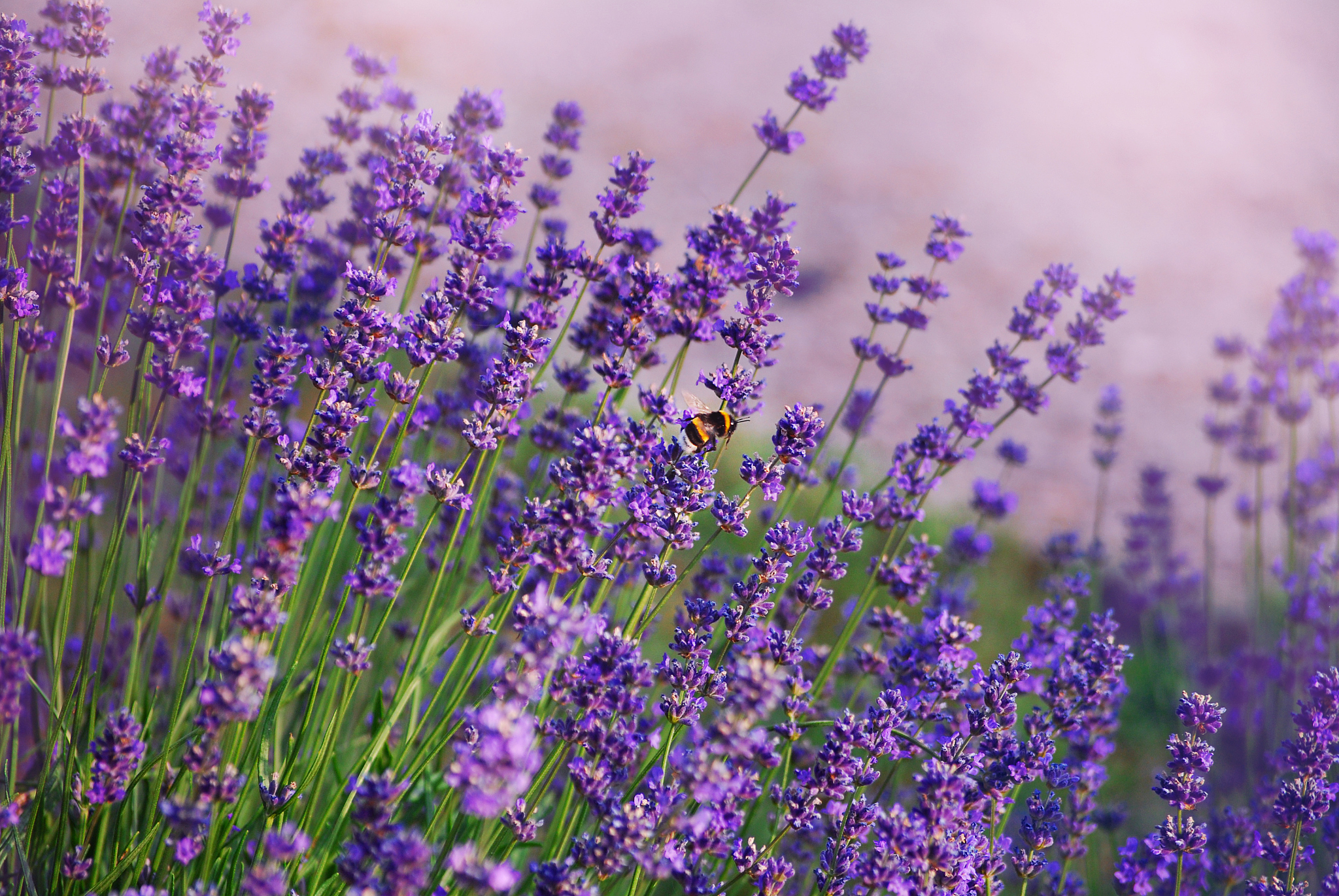 薰衣草开花了：花期、含义及观赏指南