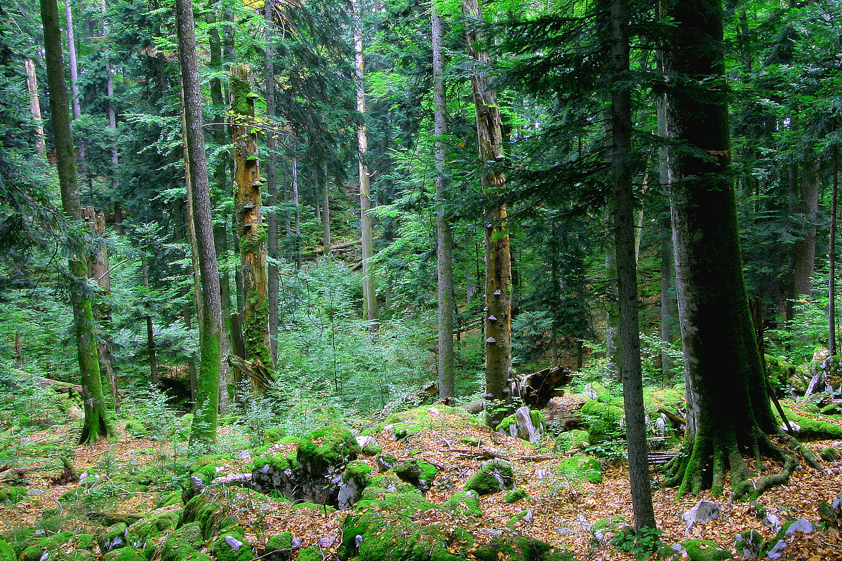 森林类型分类：针叶林、阔叶林、热带雨林等