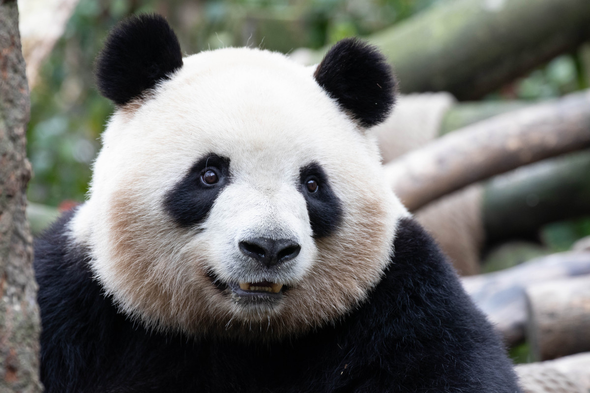 大熊猫：中国国宝的生存现状和保护