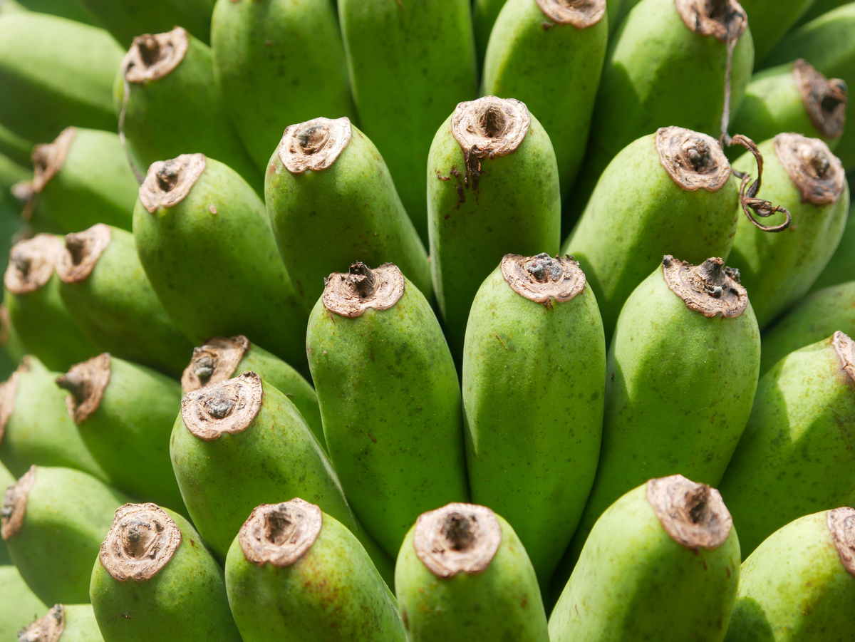 香蕉什么什么的黄黄的，