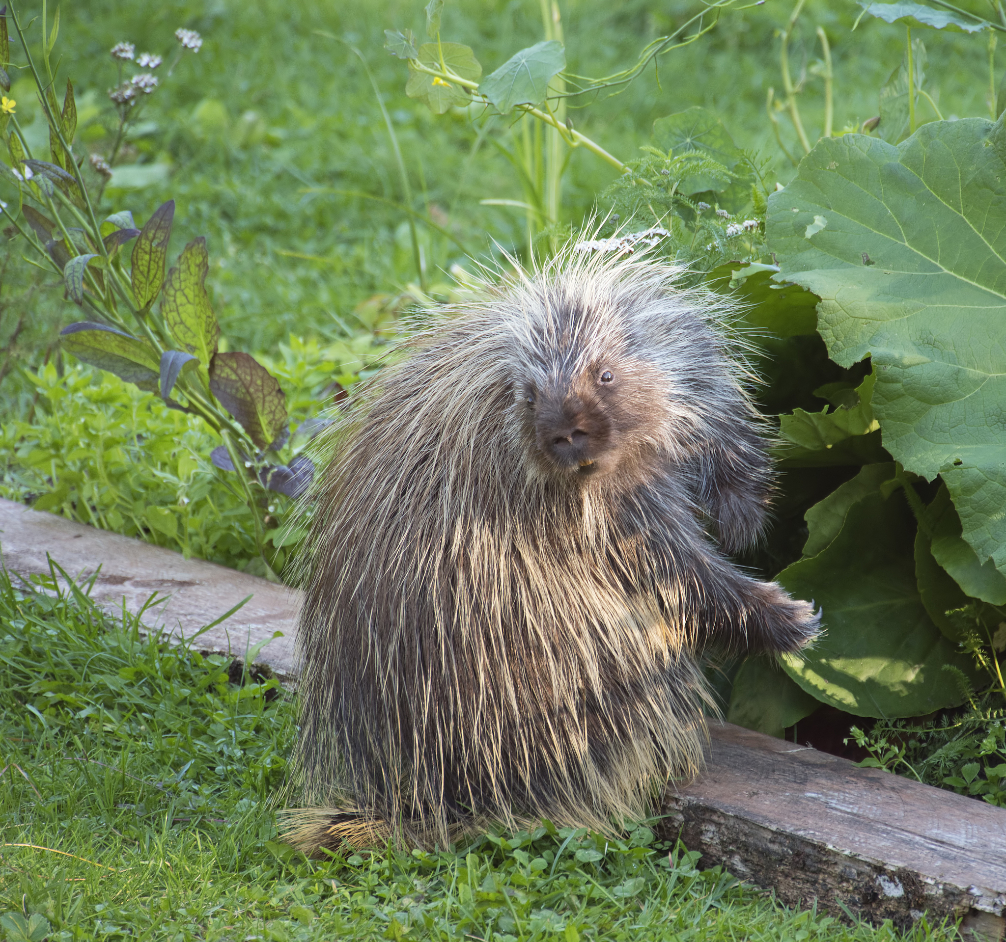 瓜田里好多刺猬怎么防治