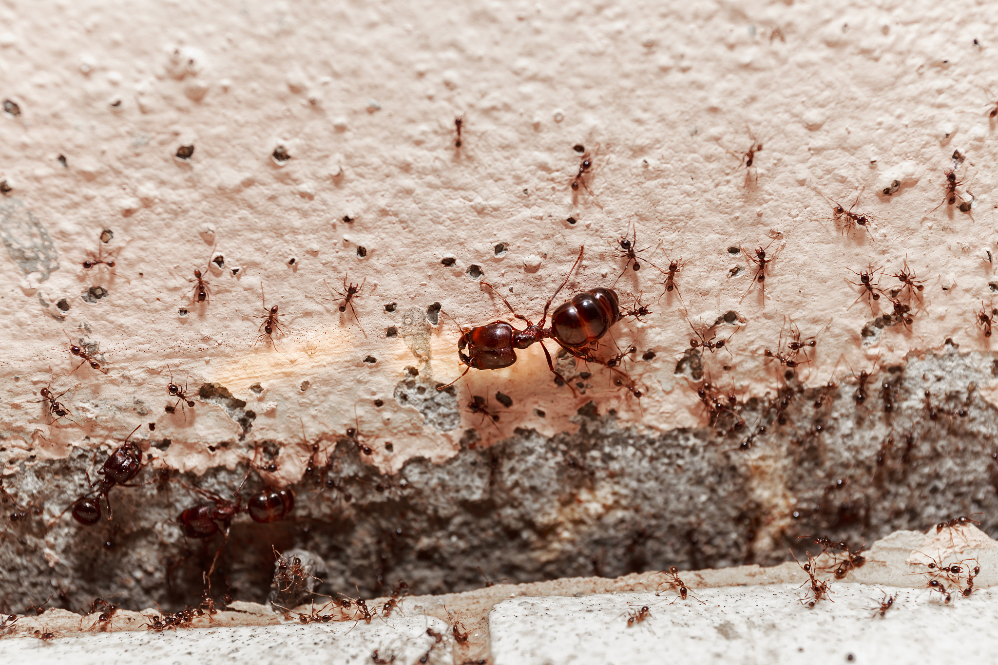 beware crowd big ant,  they lived in the home