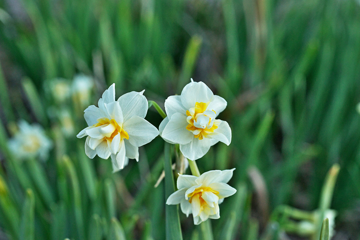 仿照《紫藤萝瀑布》写一种植物700字的作文