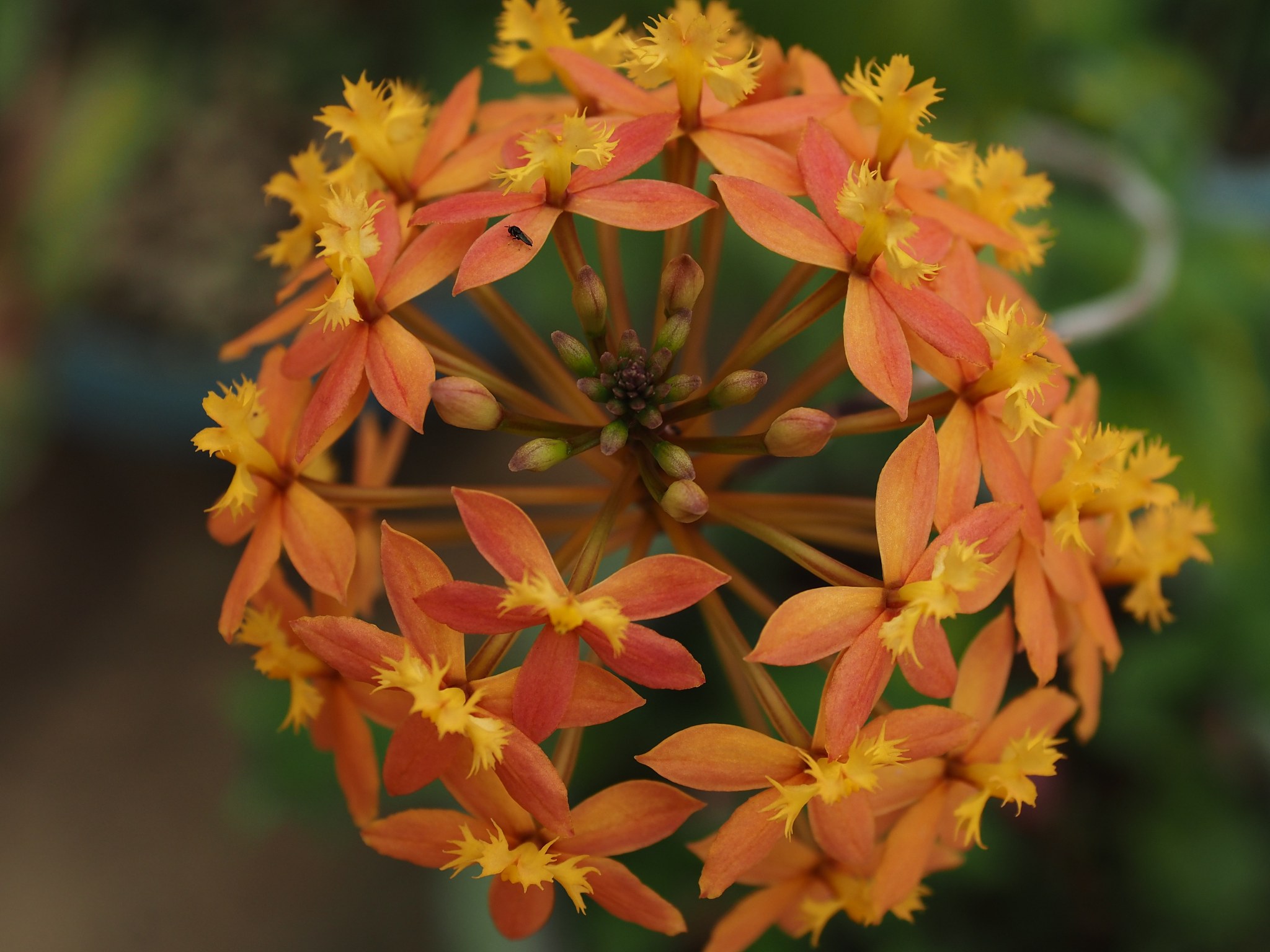 close-up of yellow flowering plant