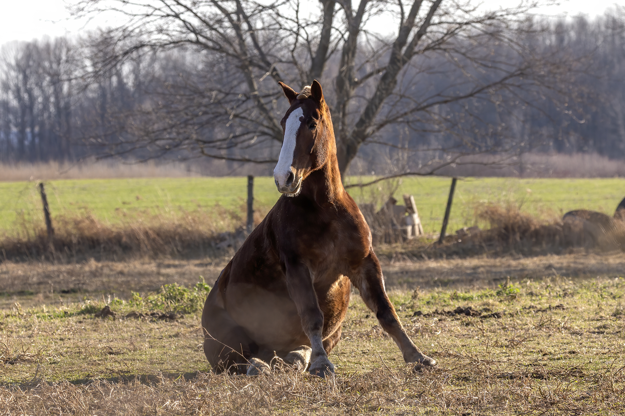 the horse on pasture, natural scene from wisconsin.