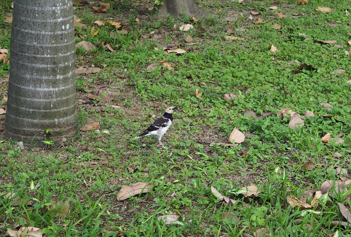 后悔抓小鸟：一次深刻的教训 - 450字作文