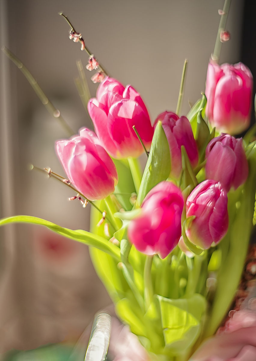 含苞待放的郁金香：同事送的美丽礼物