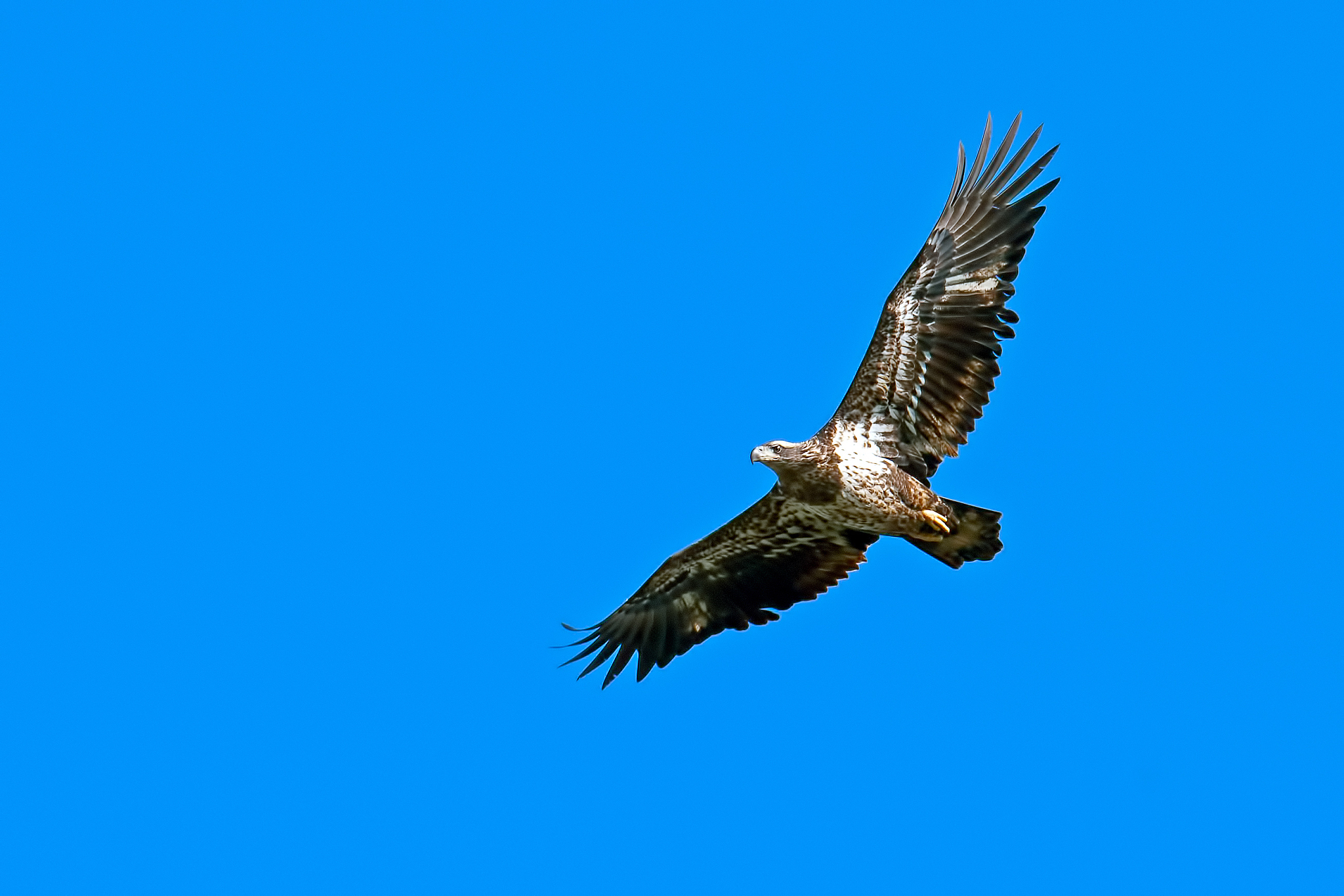 假如我是鸟：自由与快乐的想象