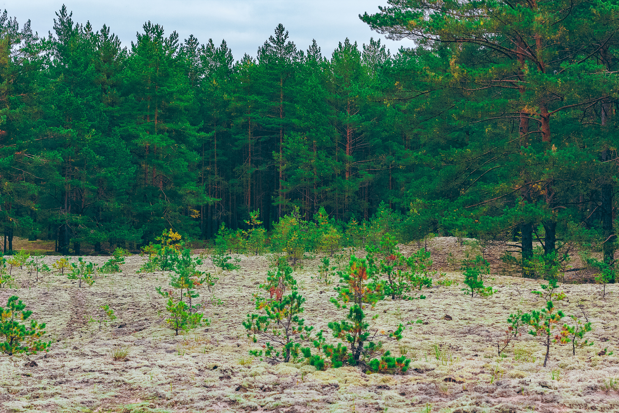 Urbanization Gradient and Organic Matter Changes in Typical Forest Soils of the Dongjiang River Basin