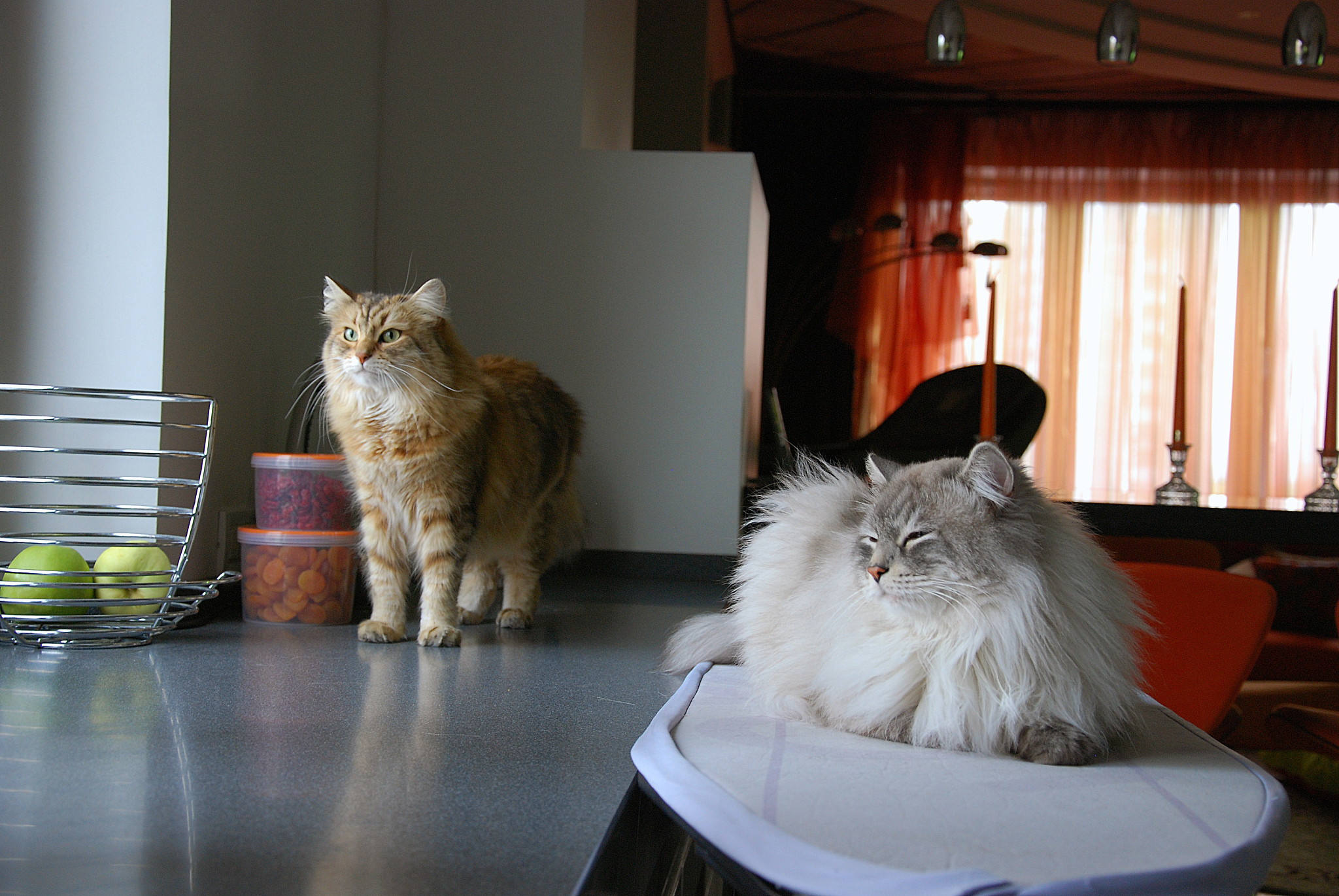 Cat GIFs: The Ultimate Guide to Feline Fun Online
