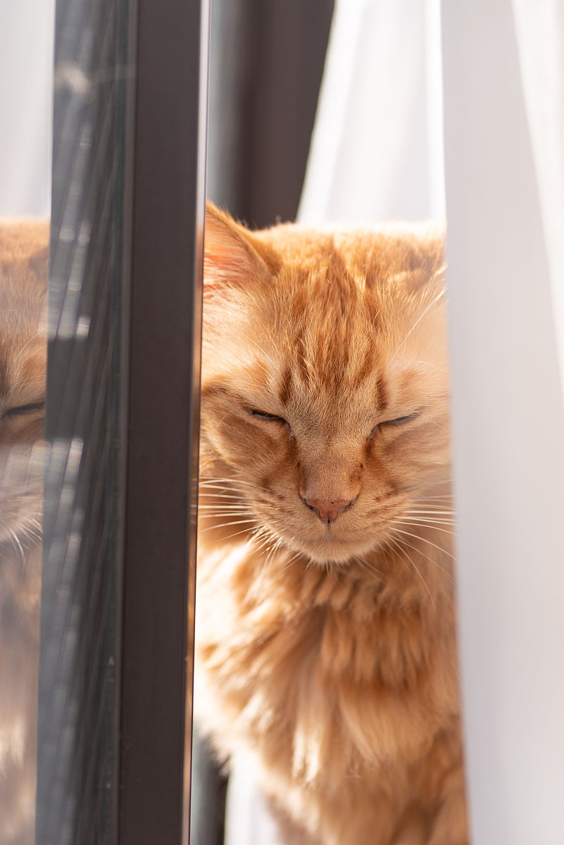 猫咪早上黏人？5个原因揭秘主子的小心思！