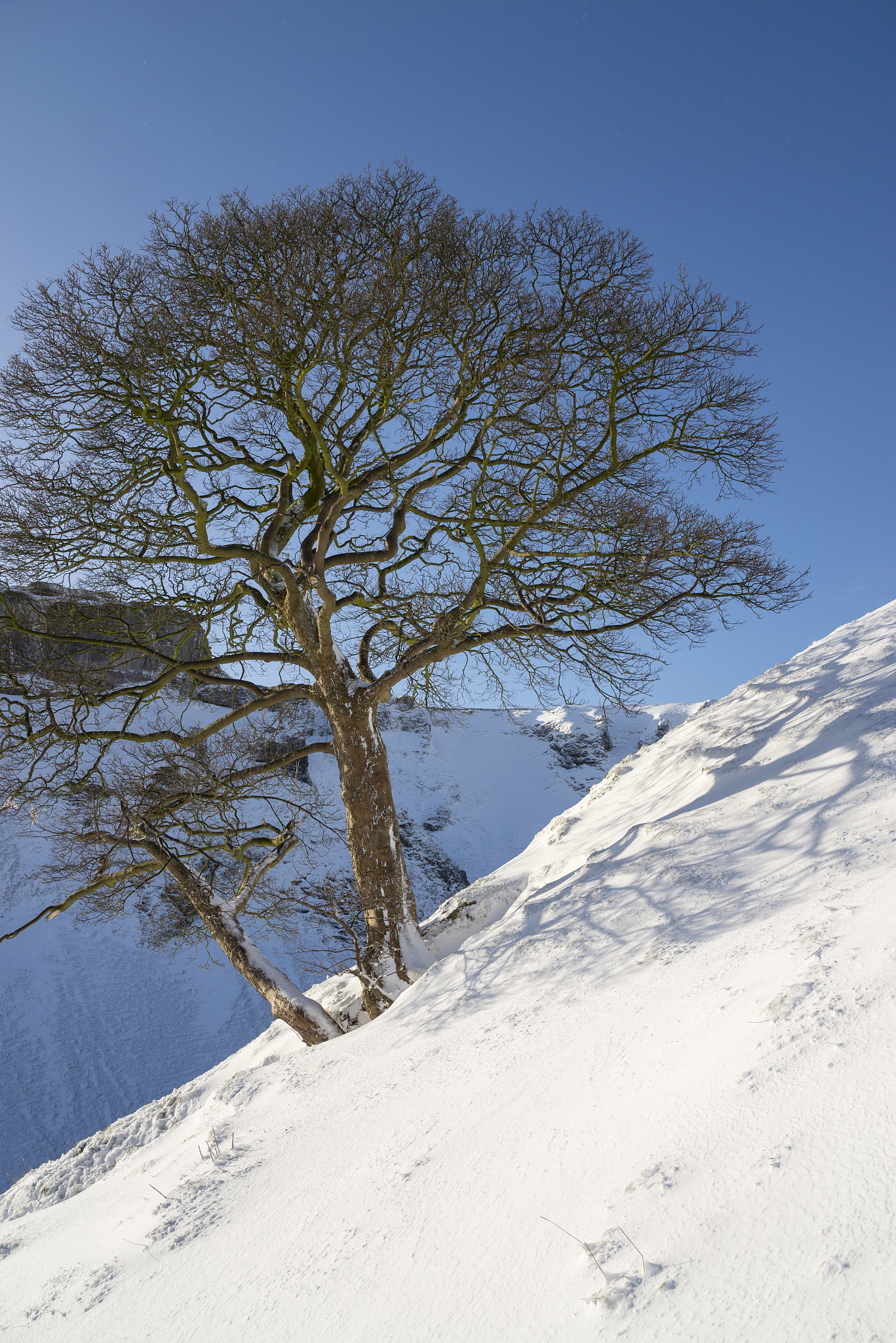 sycamore on a snowy hillside in the peak district, derbyshire, e