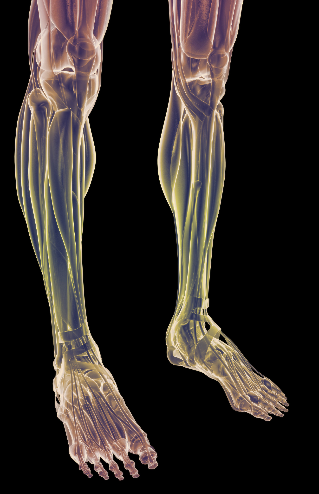 人类脚上的10块肌肉：1 腓肠肌Gastrocnemius2 前脛骨肌Tibialis anterior3 长趾引肌Extensor digitorum longus4 腓骨后肌Soleus5 短趾伸肌Extensor digitorum brevis6 能量给肌Peroneus longus7 足底屈肌Flexor hallucis brevis8 双足内收肌Abductor hallucis9