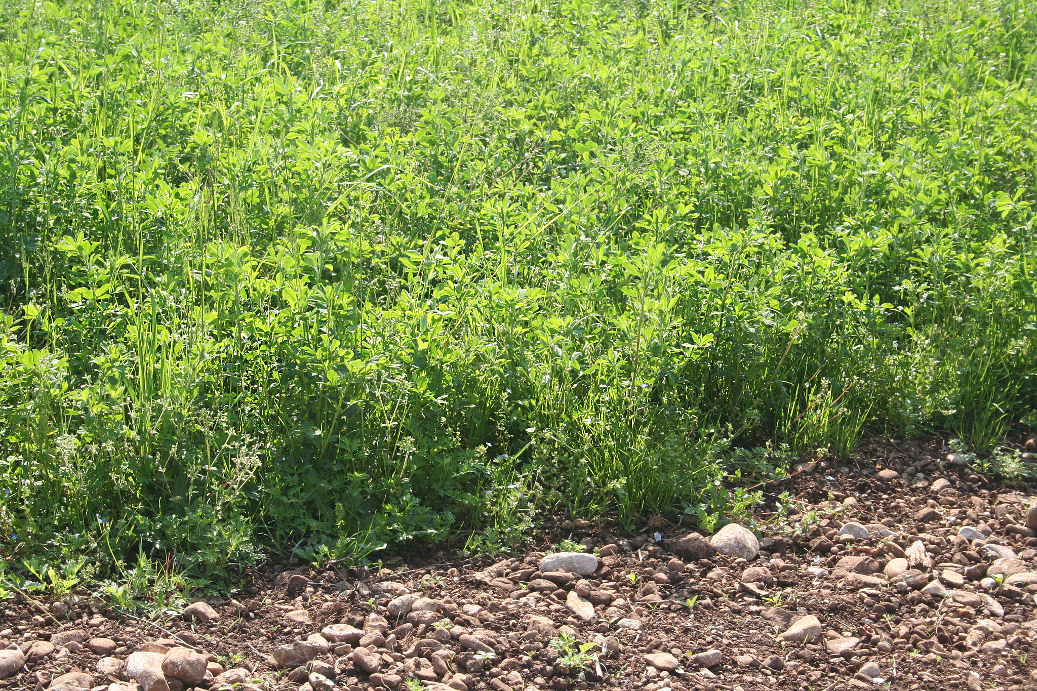 润色下面的中文表述使其表达更加简洁、逻辑性强、学术化。此外类内牧草呈杂乱分布无明显实例特征实例分割模型也无法通过标签准确学习两类牧草的实例特征知识。因此Mask RCNN模型并不适用于牧草冠层的分割。相比于Mask RCNNDeepLab V3+、SegNet、FCN-8s 3种语义分割模型能够更加有效地获取苜蓿与禾本草混播系统中不同牧草的像素级分布情况。