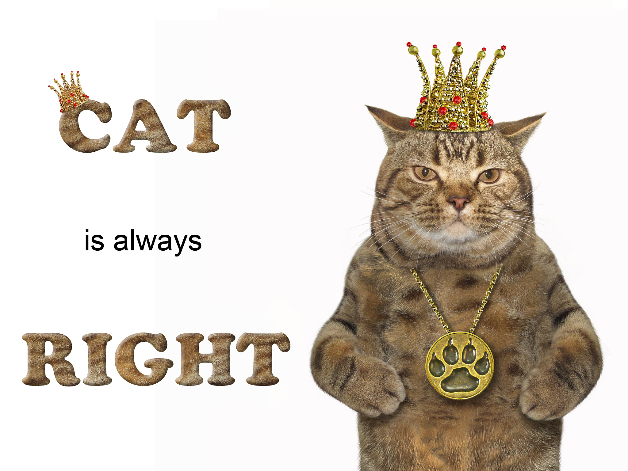 我是小猫我称王：一首嘻哈rap唱出猫界嚣张