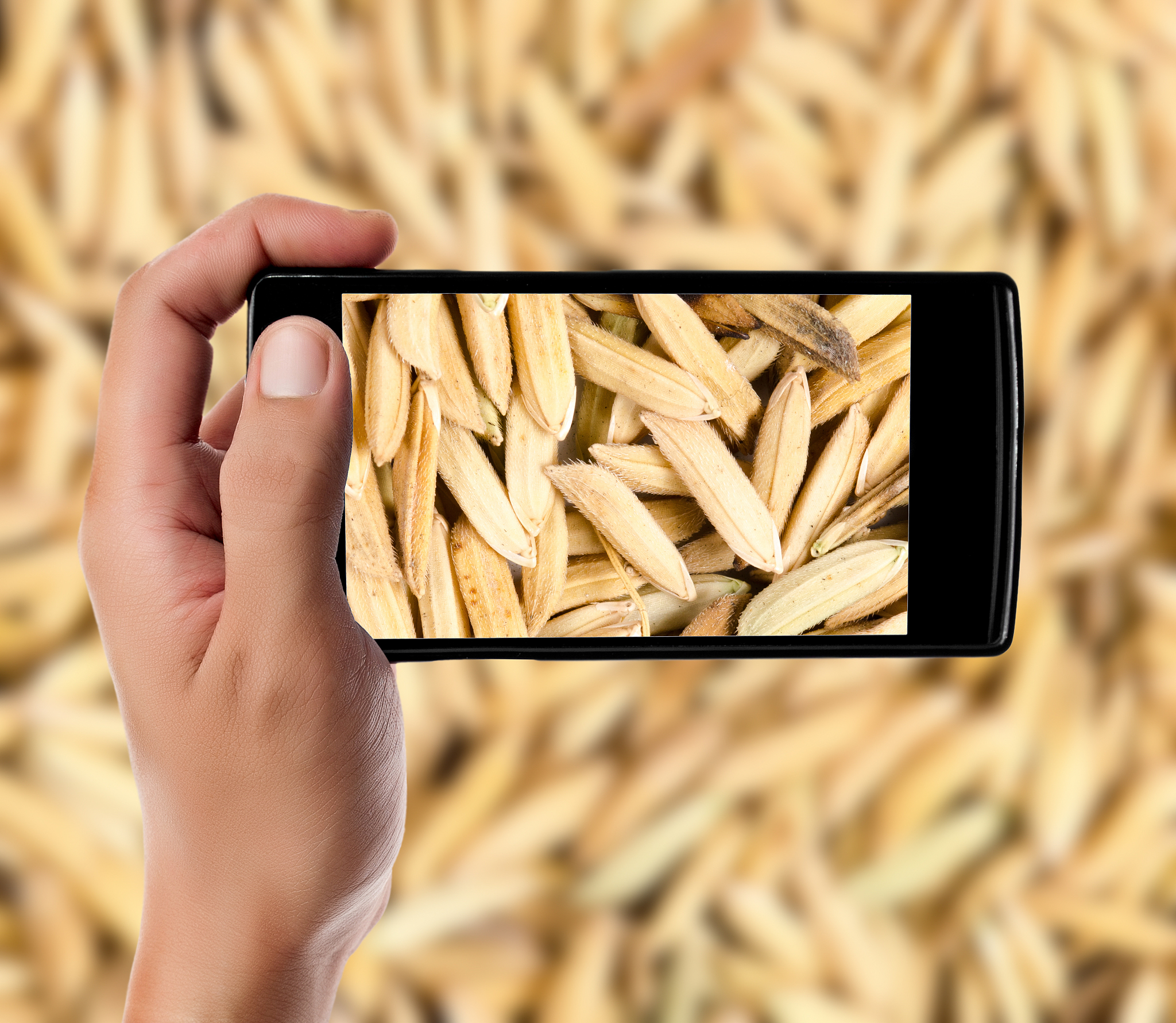 close-up of hand photographing grains