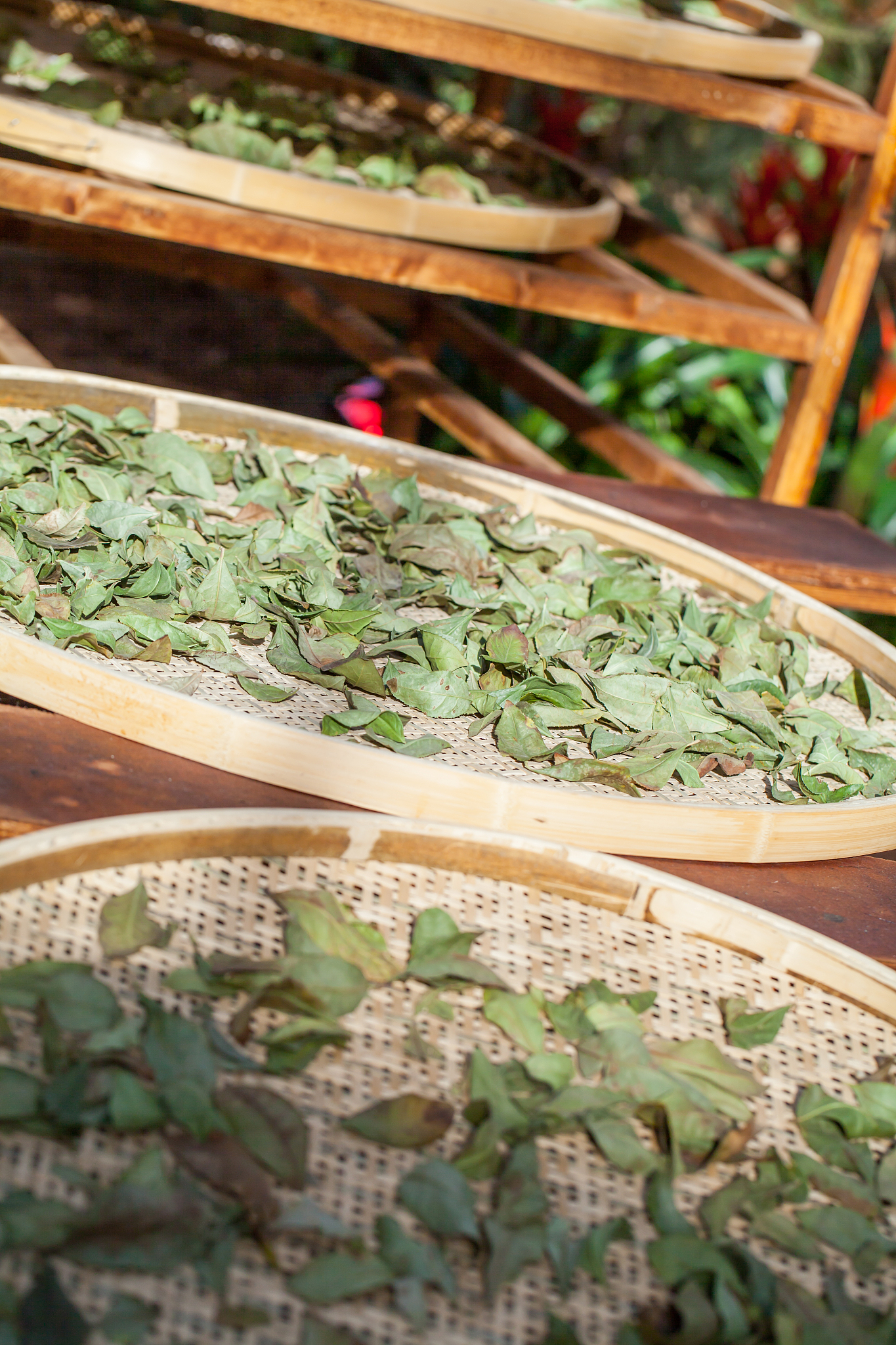 樟树特产：药都、酒都、盐都 - 了解樟树的独特魅力