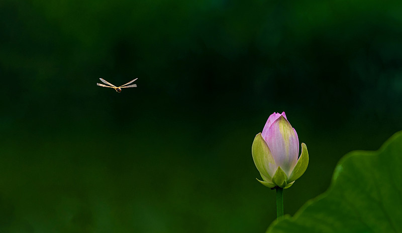 等待红蜻蜓：一个充满快乐的下午