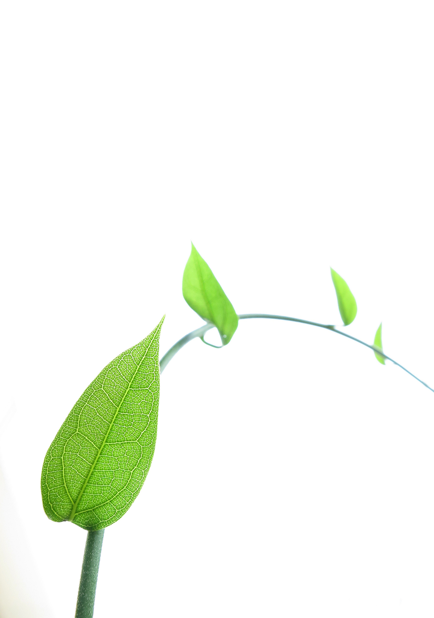 green leaf with detailed vein